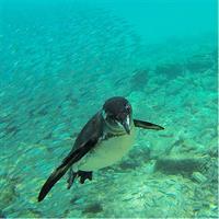 Full-Day Pinzon Island Snorkeling and Fishing