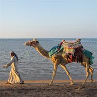 /images/asst/995/tangier_-_camel_-674566-500.jpg