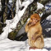 Atlas Mountains, Morocco: Ifrane, Azrou, Monkey Forest, Full Day Tour from Fez