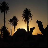 1-Hour Camel Ride in the Palmeraie