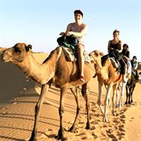 1.5-Hour Small-Group Camel Ride Excursion to Palm Grove from Marrakech