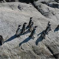 Penguins Watching - Navigation Cachagua Island &amp; Lunch From VALPO