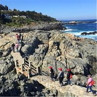 Zapallar Walking &amp; Bird Watching Penguins From Valpo.Private Tour