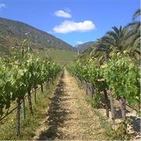 Private Casa Blanca Valley Wine Experience from Santiago