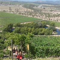 Casablanca Valley &amp; Casa del Bosque - 3 Vineyards - Full day