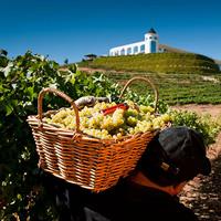 4 Exclusive &amp; boutique wineries in Casablanca - Tanino Restaurant