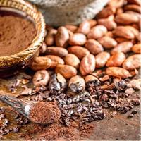 Bean to Bar Chocolate Workshop in ChocoMuseo Cusco