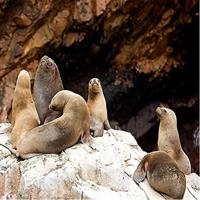 Adventure and adrenaline, swimming with SEA LIONS! &amp; visit the Peruvian islands!