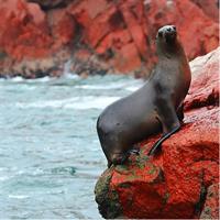 Ballestas Islands Tour &amp; Paracas Reserve from Lima - Private Trip