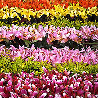 View of Medellin and the Coffee Zone Pereira