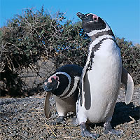 Canoeing Adventure on the Beagle Channel and Penguin Colony