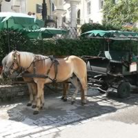 /images/packages/austria/salzburg-horseride-500.jpg