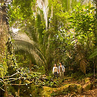 View of Mountain Pine Ridge - Hopkins