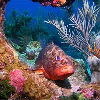 Turneffe - Marine life