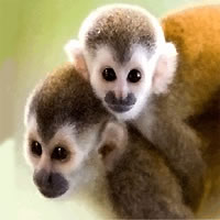 Cano Negro Tour In Arenal (Guided)