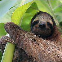 Sloth Tour and Paradise Hot Springs with Dinner (Guided)