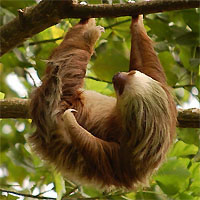 Sloth Tour in Arenal (Guided)