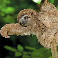 Sloth Tour and Arenal Hanging Bridges Canopy Walk (Guided)