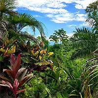 View of Arenal Volcano and Manuel Antonio (Self Drive)