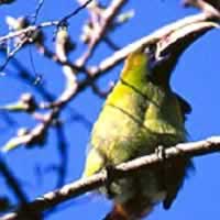Birdwatching Tour Manuel Antonio /Esquipulas Group Tour Experience