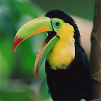 Birdwatching Tour Manuel Antonio / Esquipulas Private Tour