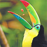San Jose - Arenal Volcano - Tamarindo with Private Intercity Transfers