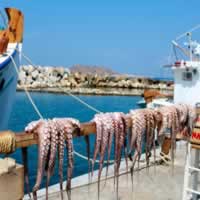 /images/packages/greece/paros-freshseafood-500.jpg