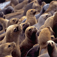 _Ballestas Island - Half Day