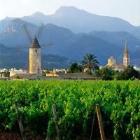 /images/packages/spain/mallorca-binissalemvineyards-500.jpg