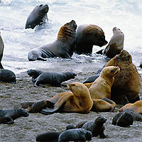 View of Buenos Aires - Puerto Madryn - El Calafate by Air