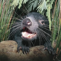 Bonorong Wildlife Park and Richmond Afternoon Tour from Hobart