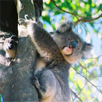 View of Runway to Ride: Sydney - Adelaide - Kangaroo Island - Melbourne