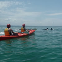 Kayaking with Dolphins in Byron Bay Guided Tour