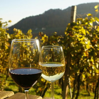 /images/packages1/austria/austria-wineandvineyards-500.jpg