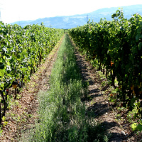 Cotes de Provence Wine Tour from Aix-en-Provence