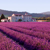 /images/packages1/france/provence-lavenderfields-500.jpg