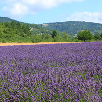 /images/packages1/france/provence-lavenderfieldsview-500.jpg