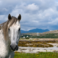 Connemara, Cong &amp; Kylemore Abbey Tour from Galway