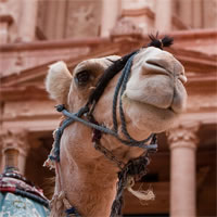 /images/packages1/jordan/petra-camelcloseview500.jpg