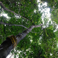 Half-Day Langkawi Rainforest Trekking Tour