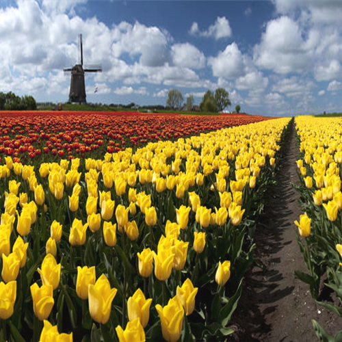 Luxury Amsterdam and Brussels Experience