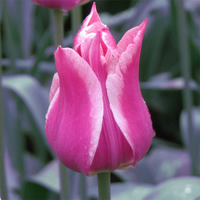 /images/packages1/netherlands/amsterdam-tulip-500.jpg