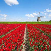 /images/packages1/netherlands/amsterdam-tulipfieldsandwildmill-500.jpg