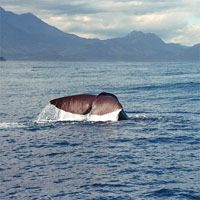 View of Nature and Wildlife in Auckland and Sydney