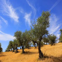 /images/packages1/portugal/alentejogp-olivetreesgoldenfields-gi8596-500.jpg