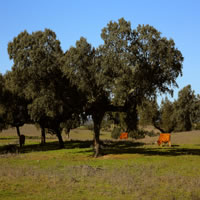 /images/packages1/portugal/alentejone-evoracorkoaktrees-gi2258-500.jpg