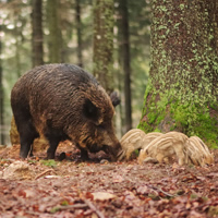 Evening Wildlife Safari from Stockholm